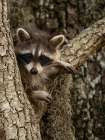 Raccoon- Florida- USA Art Print
